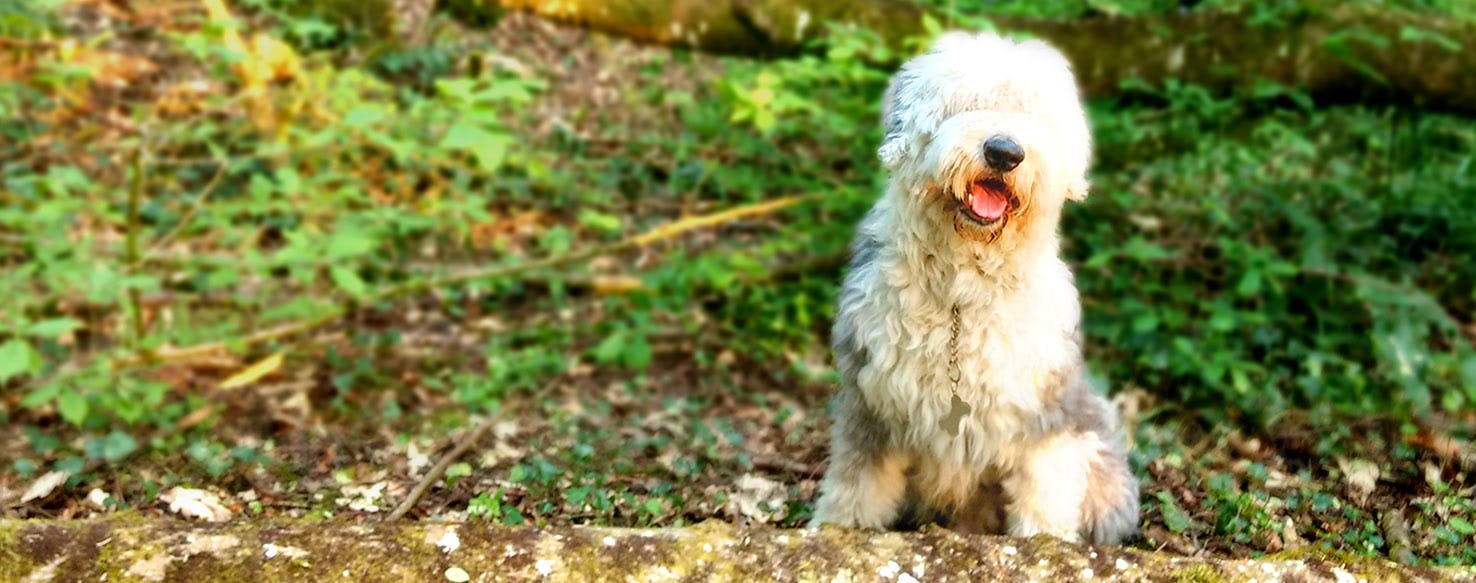 Pasta Inspired Dog Names Popular Male and Female Names Wag!